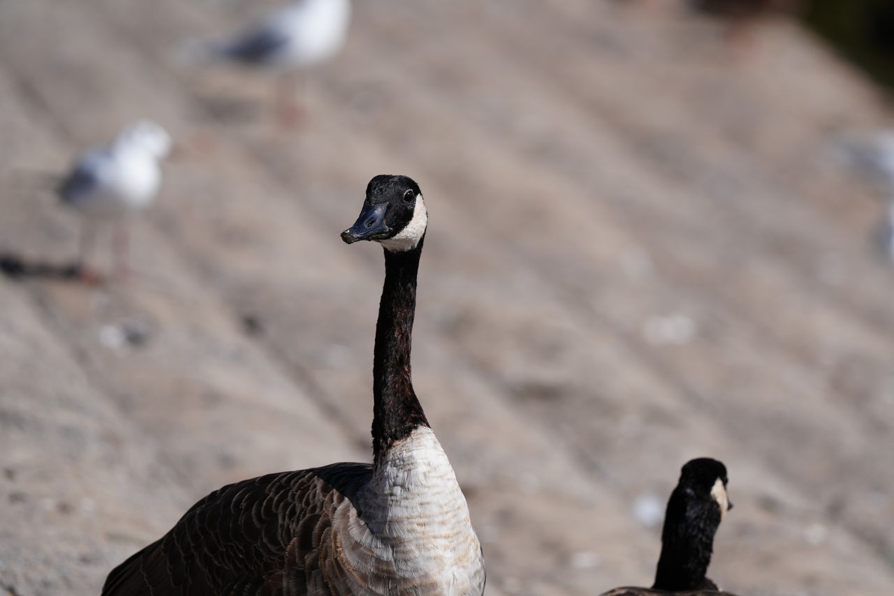 Sony FE 400mm f/4.5 GM OSS sample image