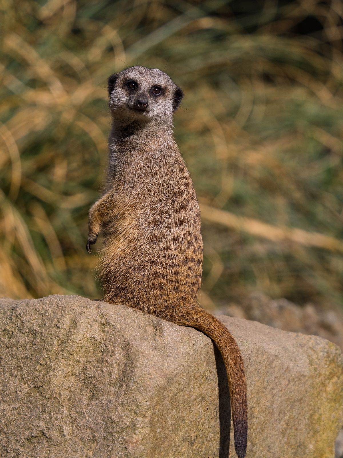 A meerkat on a branch shot with telephoto lens