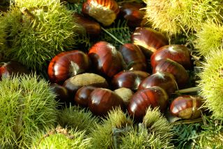 C85T56 Chestnuts (Castanea sativa).