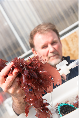 Chris Langdon displays OSU's strain of dulse, which is grown in large, water-filled tanks Hatfield Marine Science Center in Newport, Oregon.