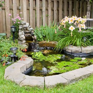 Pond with small waterfall feature and lilypads