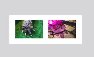 LEFT: An alligator paw photographed against a green lawn. RIGHT: a reflection of a purple pool toy on concrete floor