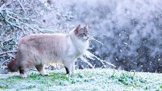 Birman cat stood on grass as snow falls