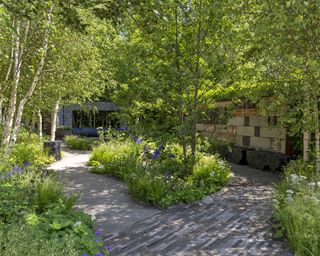 Trees in the Muscular Dystrophy UK Forest Bathing Garden at Chelsea Flower Show 2024