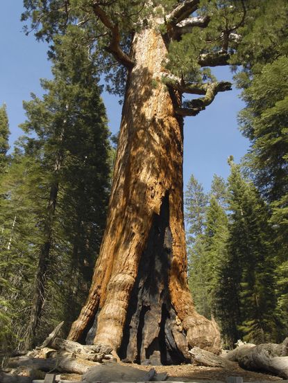 Large Redwood Tree