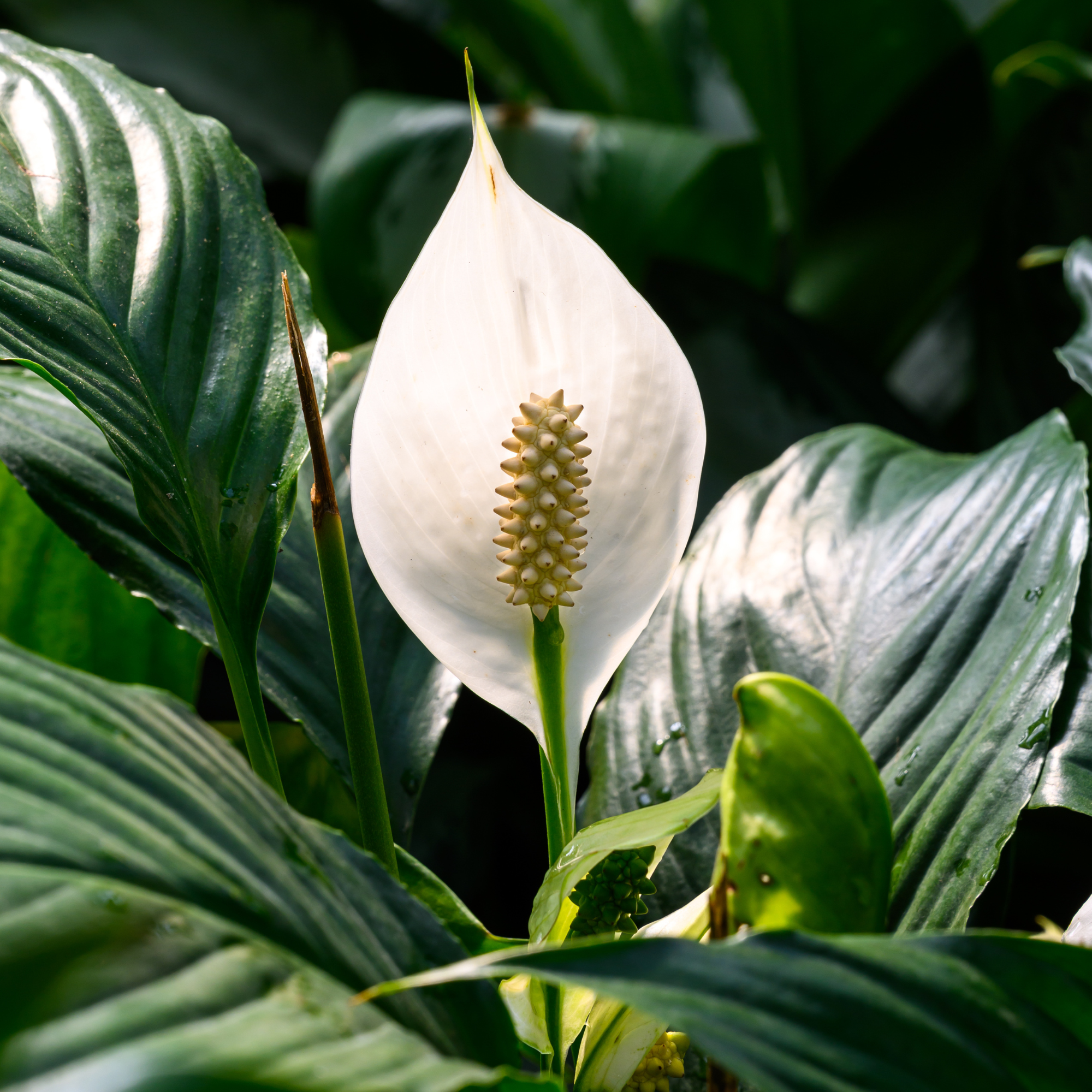 close up of peace lily flower.