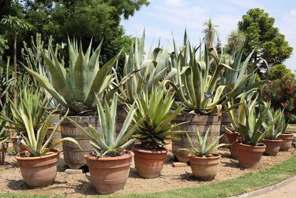 potted agave plants