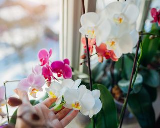A woman's hand holding up colorful orchids phalaenopsis