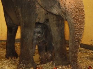 baby-elephant-101226