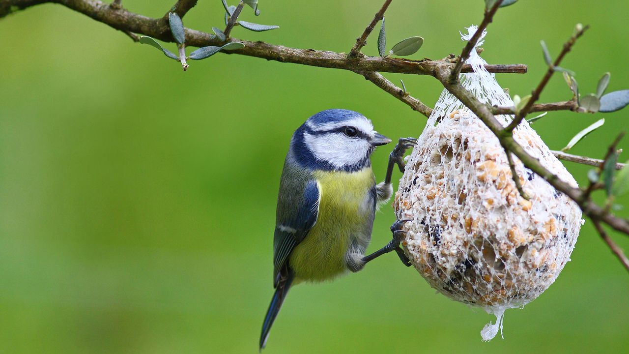 Blue tit at a bird feeder in an olive tree against a blurred green background