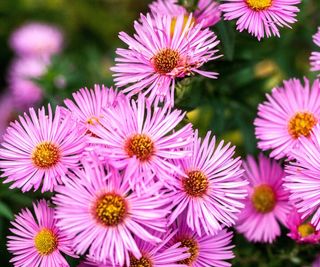 New England aster "Rudelsburg" Michaelmas daisies Asters