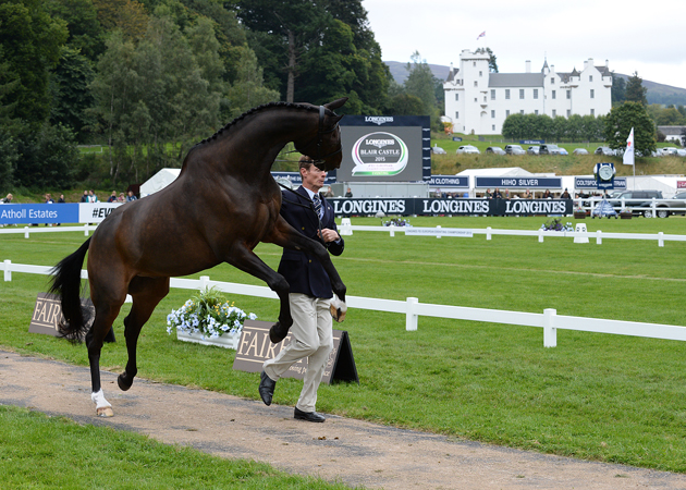 Wiliam Fox-Pitt's ride Bay My Hero shows high spirits at the first trot-up at the Blair European Championships. Picture by Peter Nixon