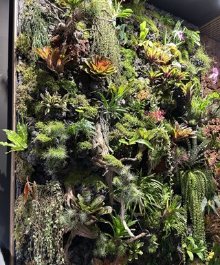 A living wall packed with trailing plants, ferns and bromeliads