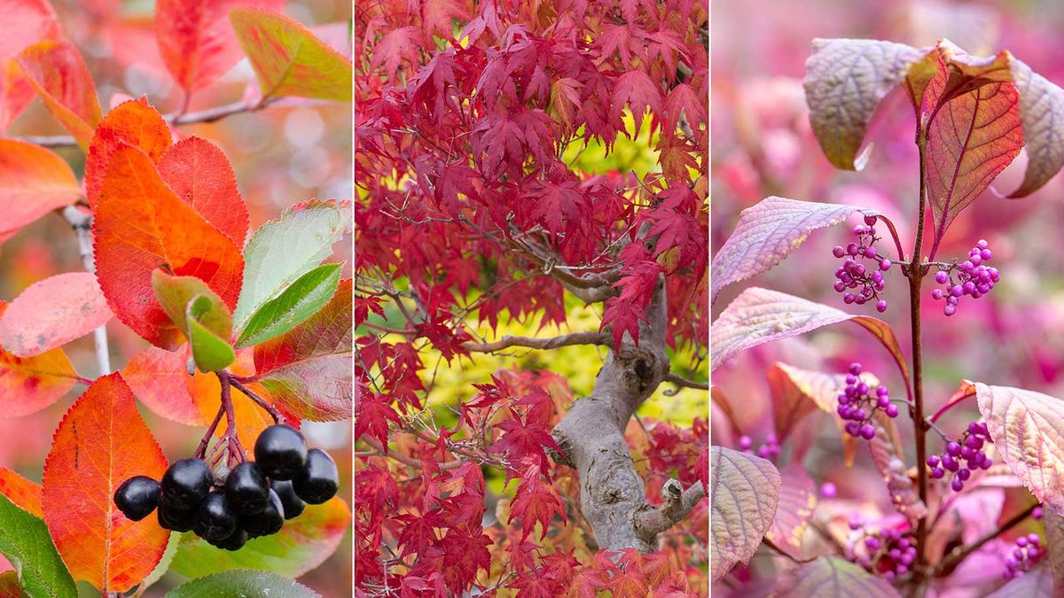 Best fall plants for privacy 10 pretty picks Homes & Gardens