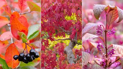 colorful fall plants for privacy