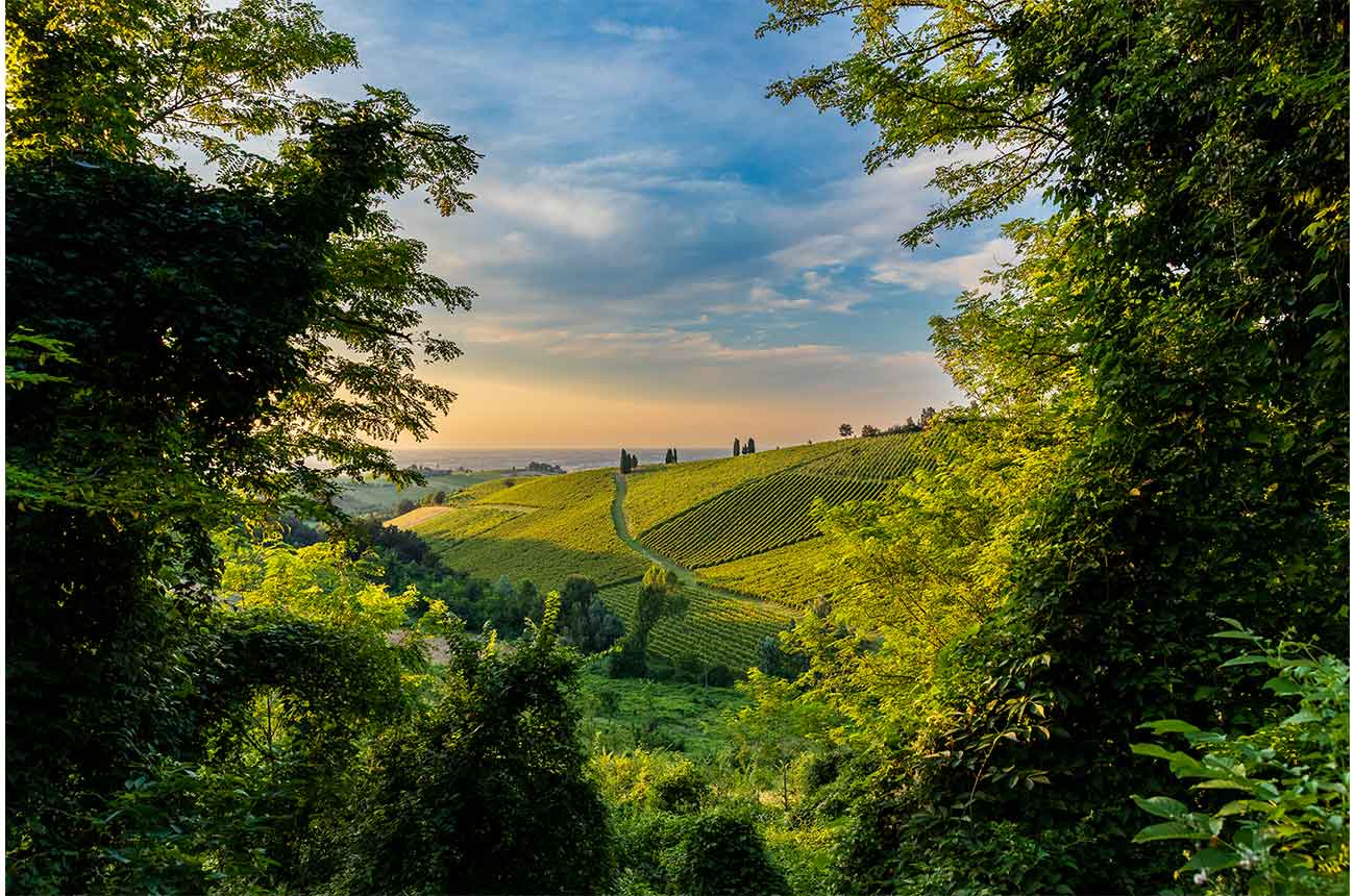 Window in the Vineyard by Alessandro Anglisani