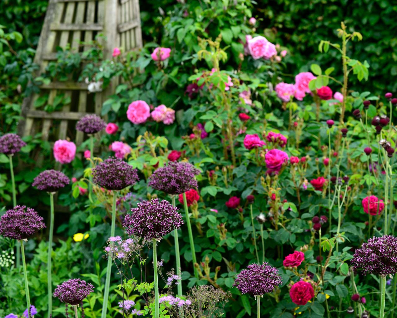 Alliums care and growing guide tips for ornamental onions Gardeningetc