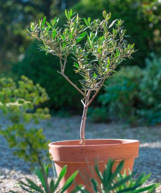 potted olive tree