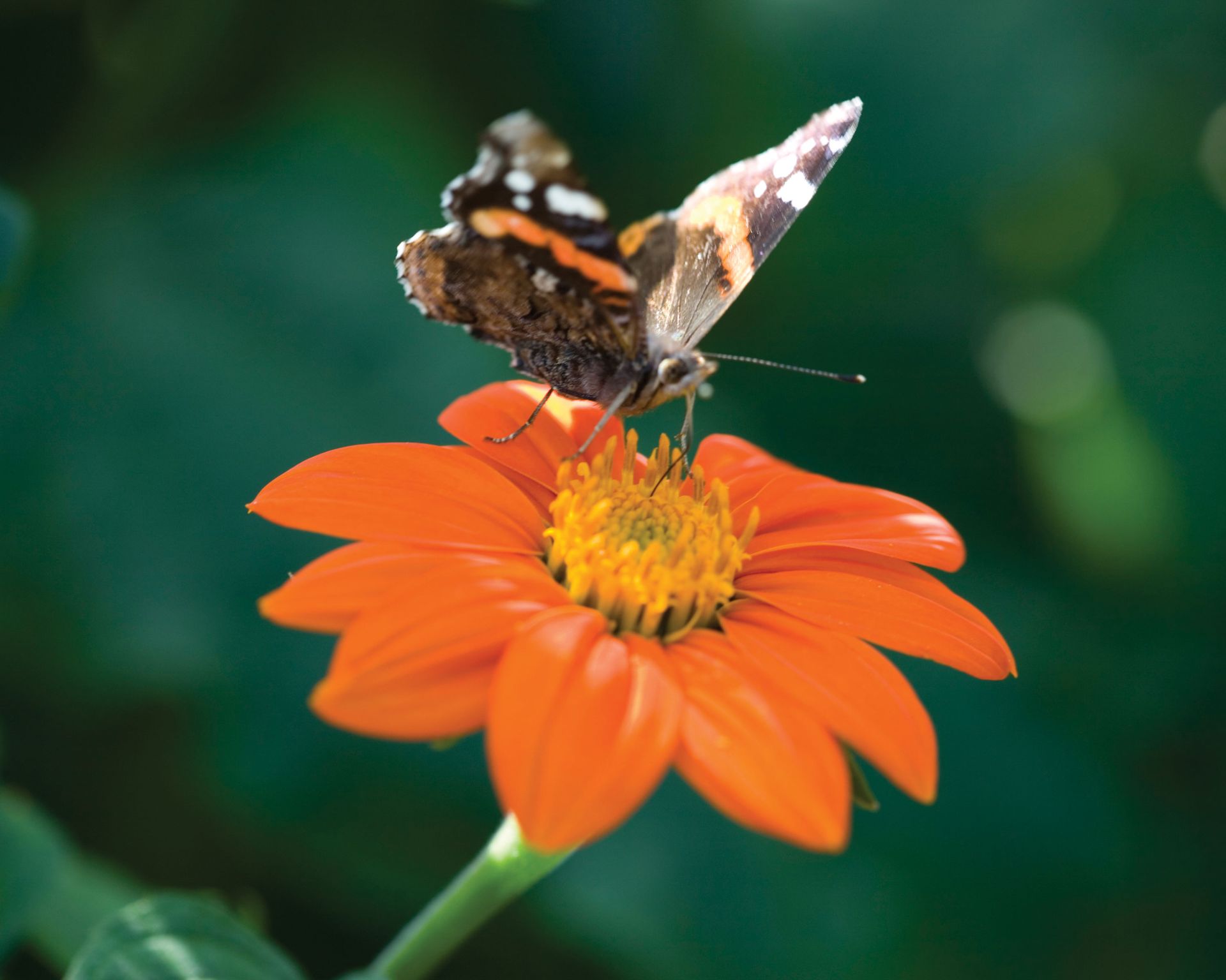 What to plant in April the best flowers, veg and fruit Homes & Gardens