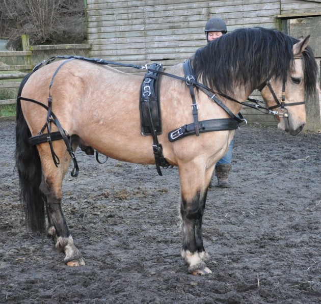 Getting used to harness