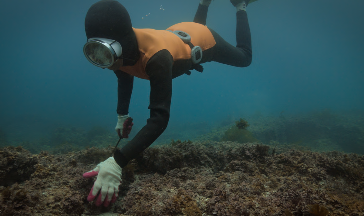 The haenyeo of South Korea’s Jeju Island diving without oxygen to harvest seafood in a still from Apple TV+ doc &#039;The Last of the Sea Women&#039;