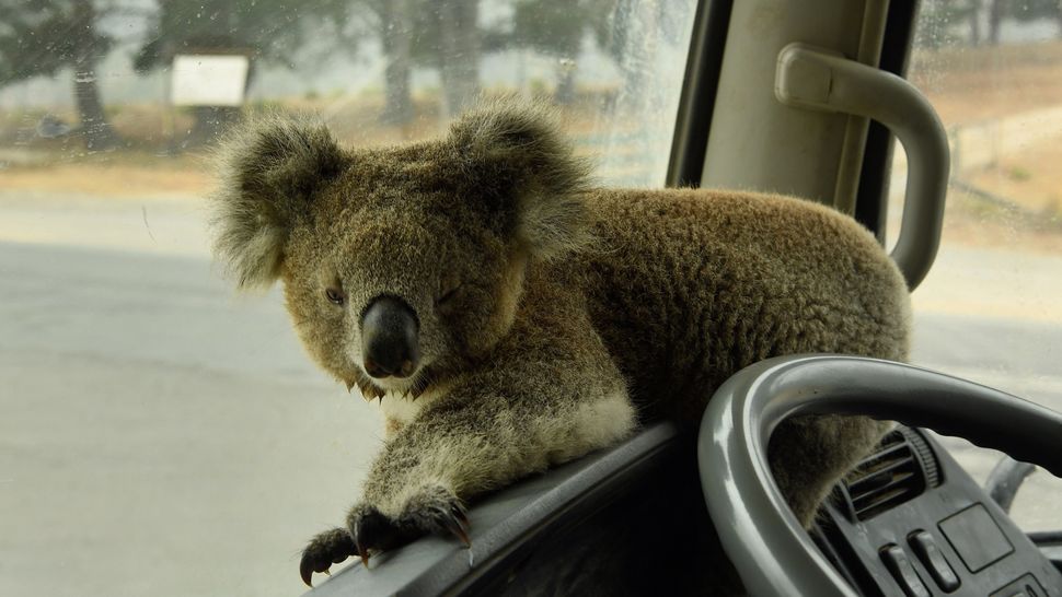 In Photos: Devastating Look at Raging Wildfires in Australia | Live Science