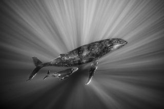 A black and white image of two humpback whales – mother and calf – ascending from the deep, rays of light framing them. 