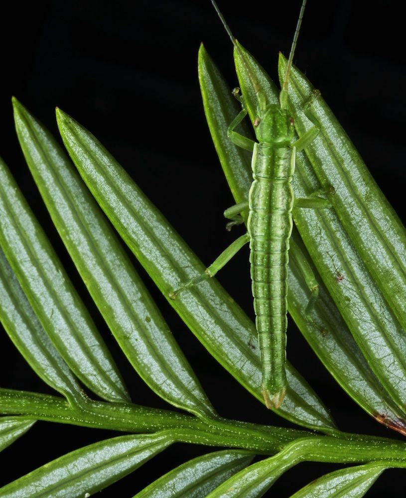 Camouflaged stick insect. 