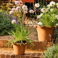 habitat terracotta scalloped pots planted with alliums and cosmos on brick steps