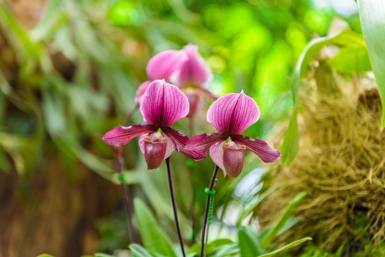 Pink Paphiopedilum Terrestrial Orchid