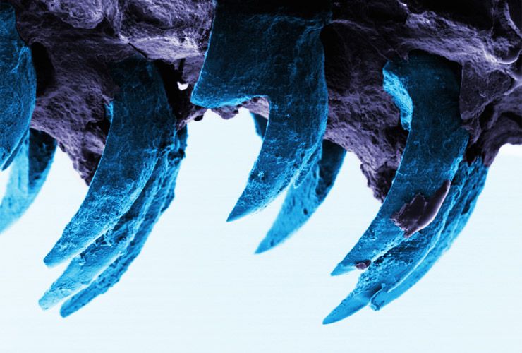 Limpets' teeth
