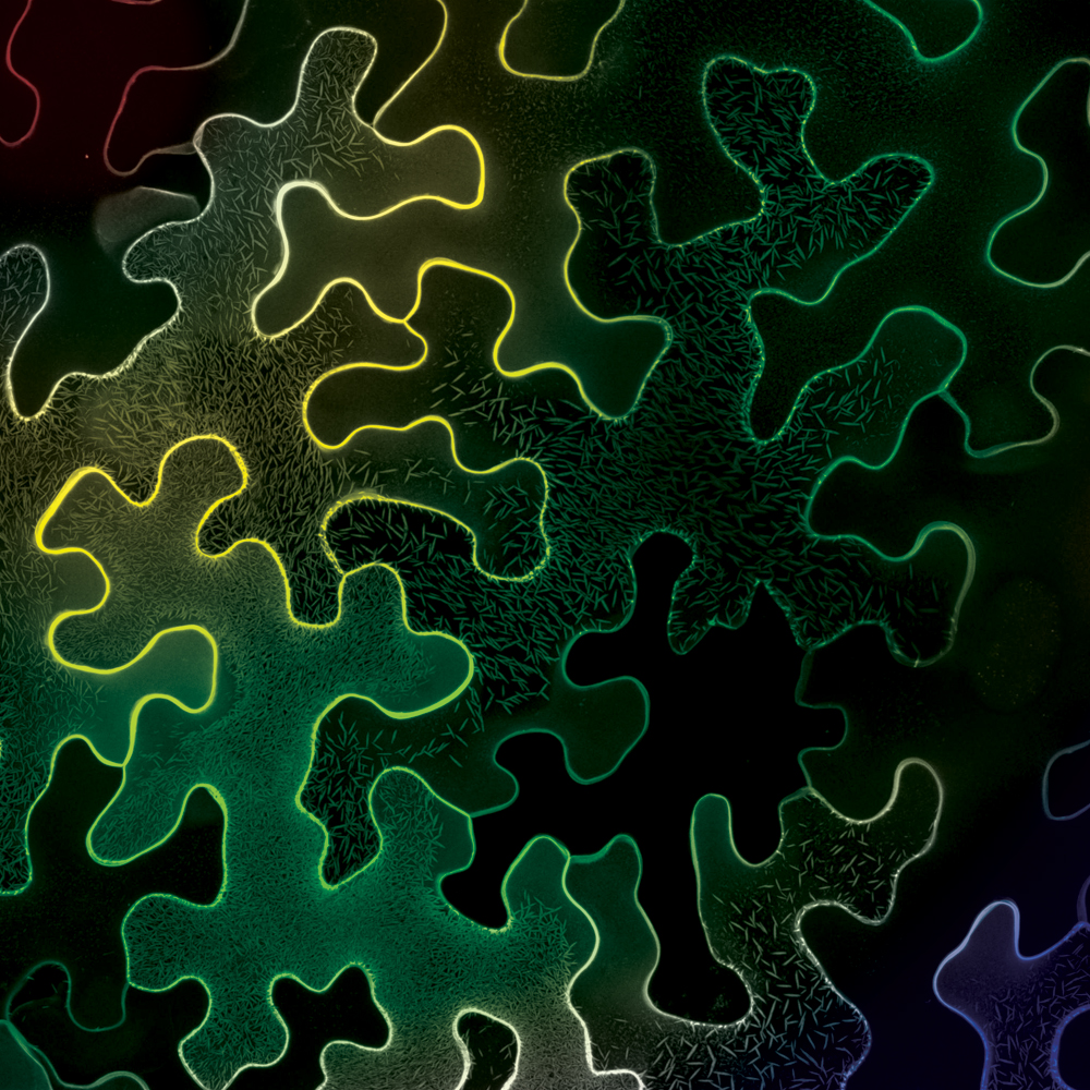 nikon small world competition, tobacco leaf