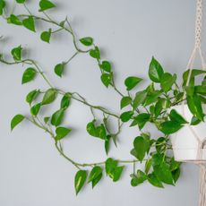 hanging houseplant stretching stems against a white wall