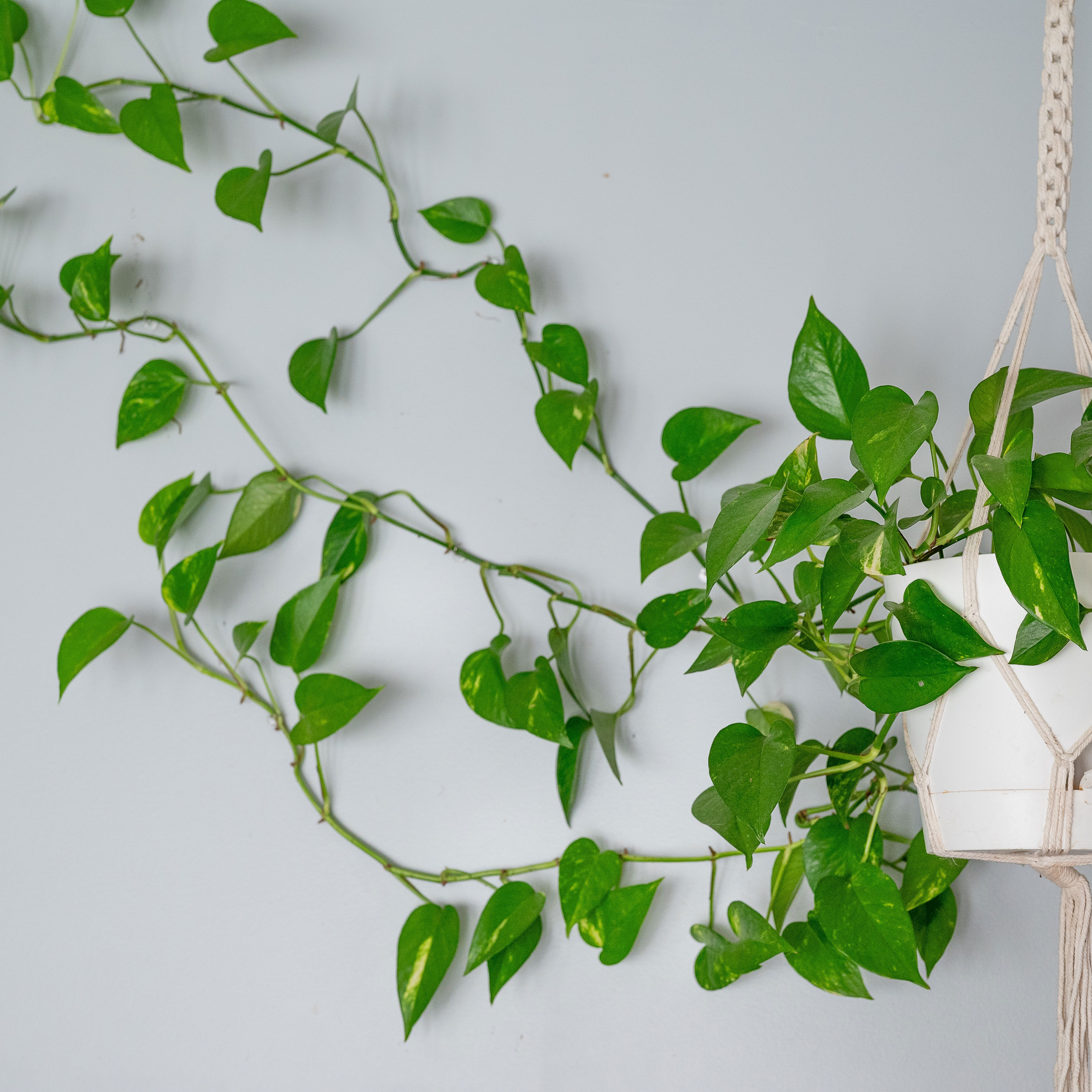 hanging houseplant stretching stems against a white wall