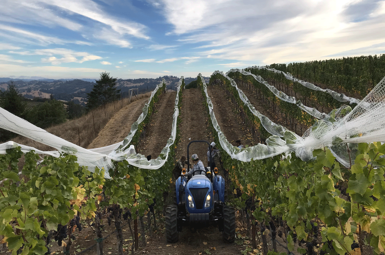 Hirsch-Vineyards-harvest