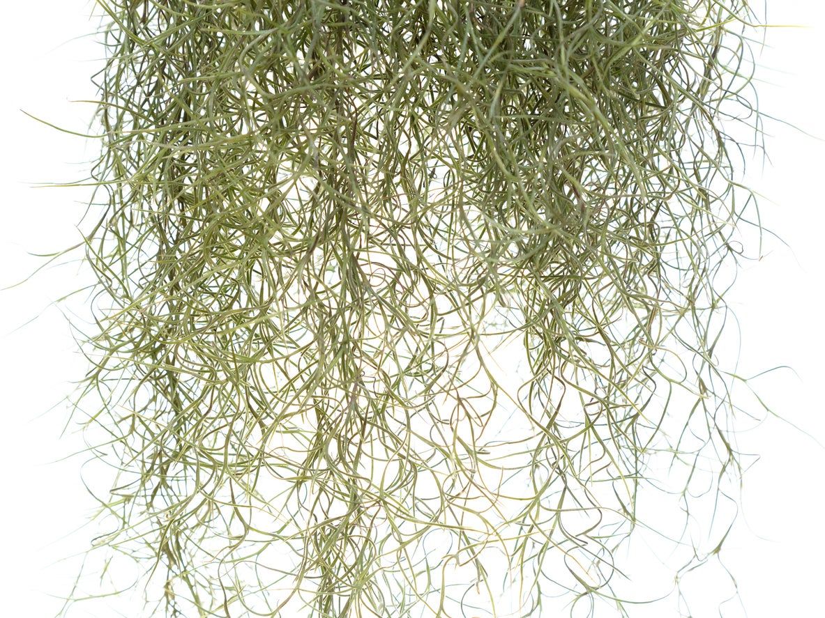 spanish moss