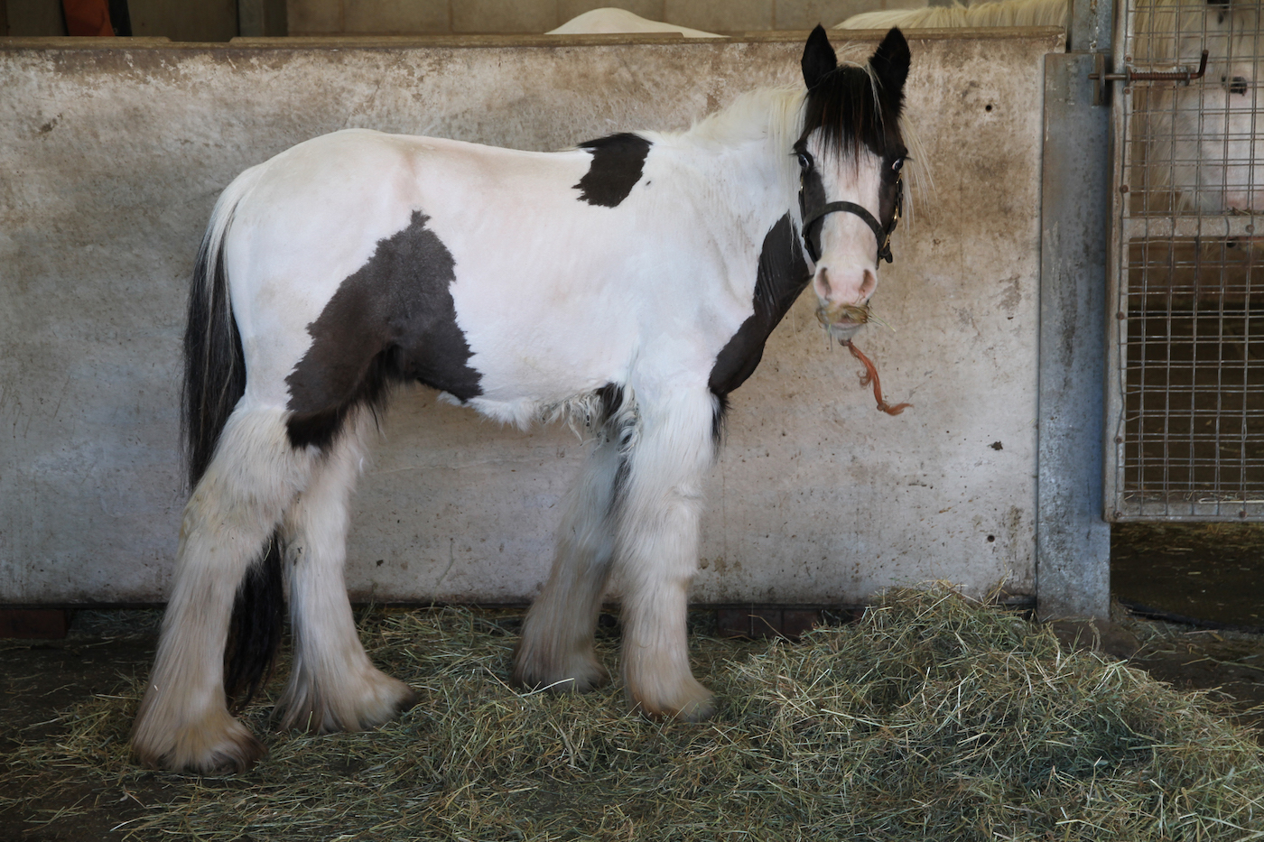 Diamond in the care of World Horse Welfare March 2019 1