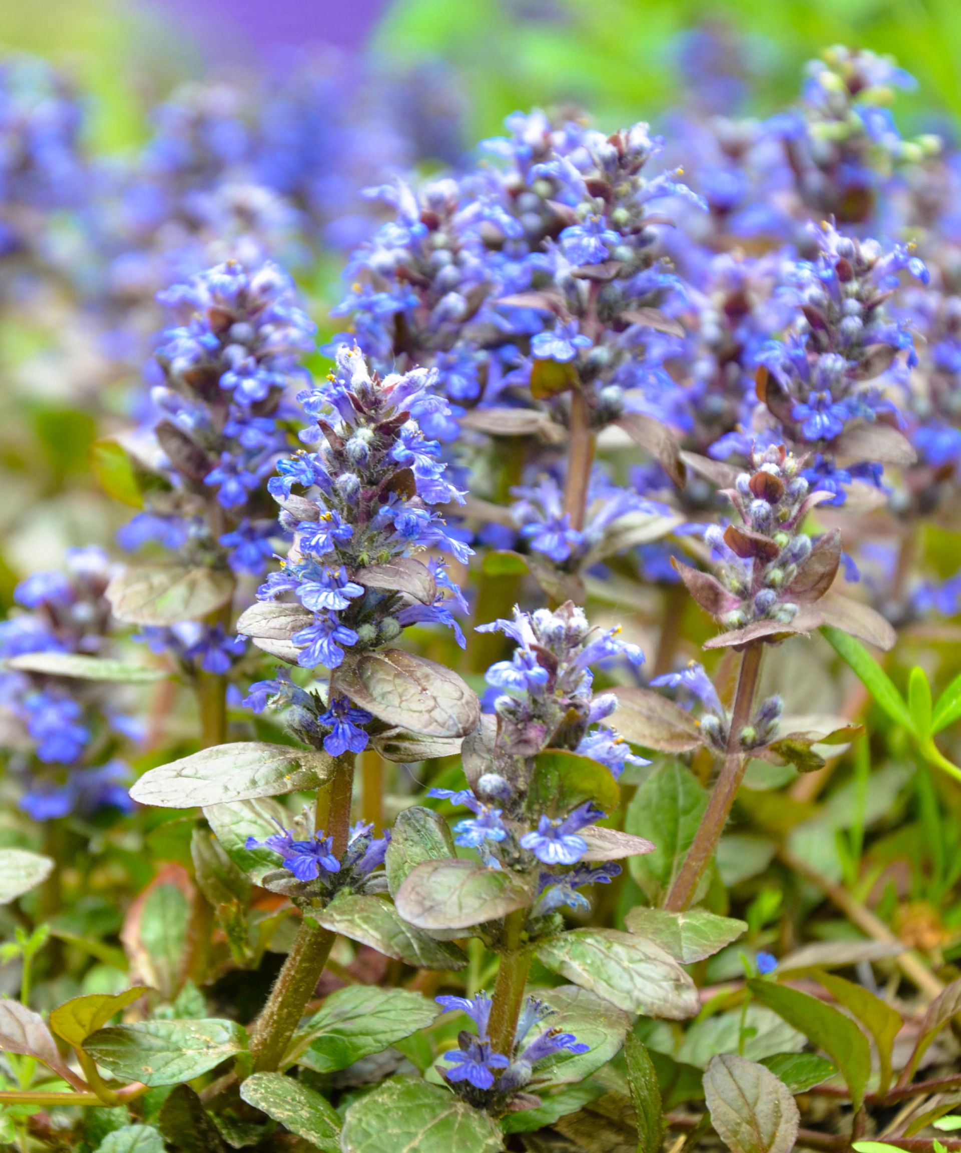 8 Best Plants For Under Trees To Transform Your Landscape | Gardening