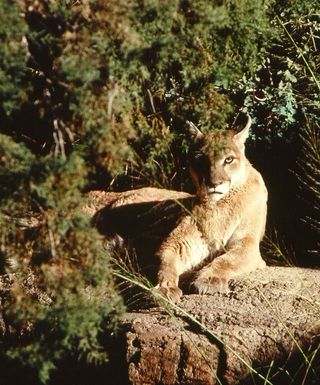 Mountain lion are dominant desert predators