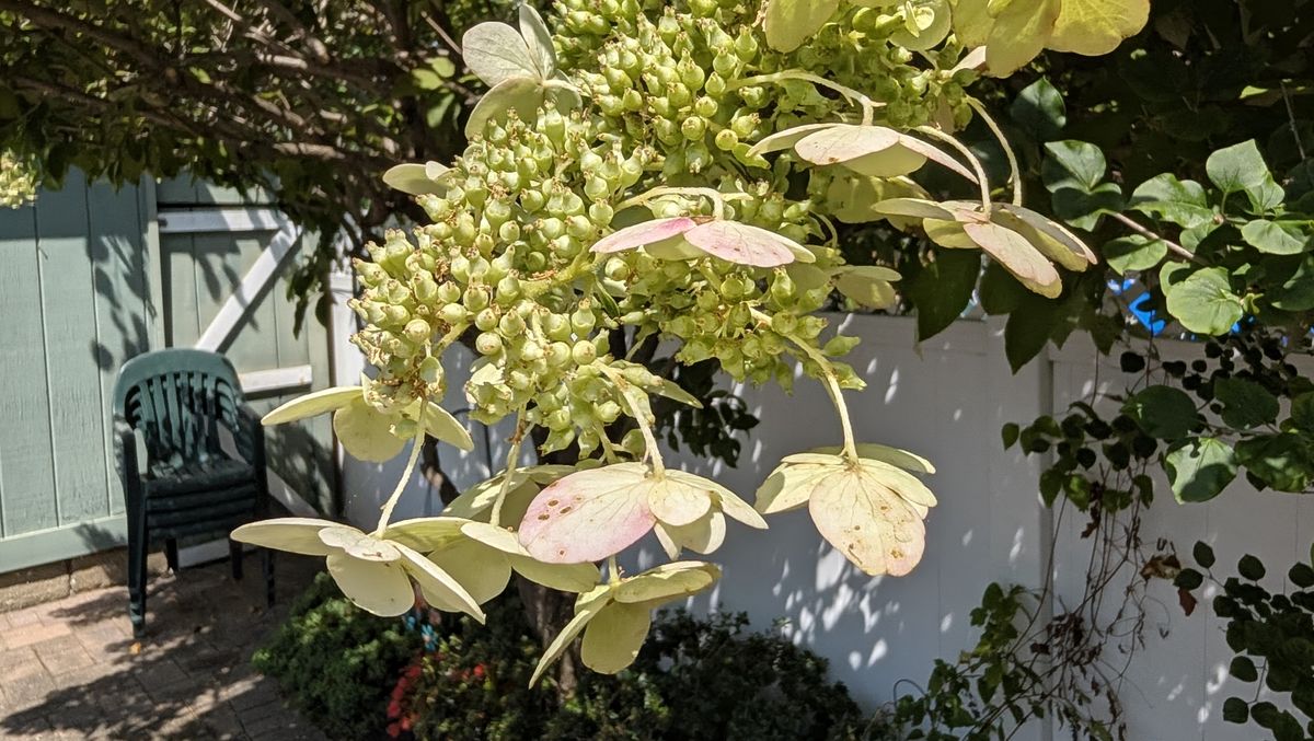 Google Pixel 11 Pro Fold REVIEW Photo Samples