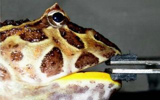 A Cranwell's horned frog (Ceratophrys cranwelli) chomps down on a device that measures bite force.
