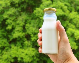 Hand Holding a Glass Bottle of Milk with Cap against Vibrant Green Foliage