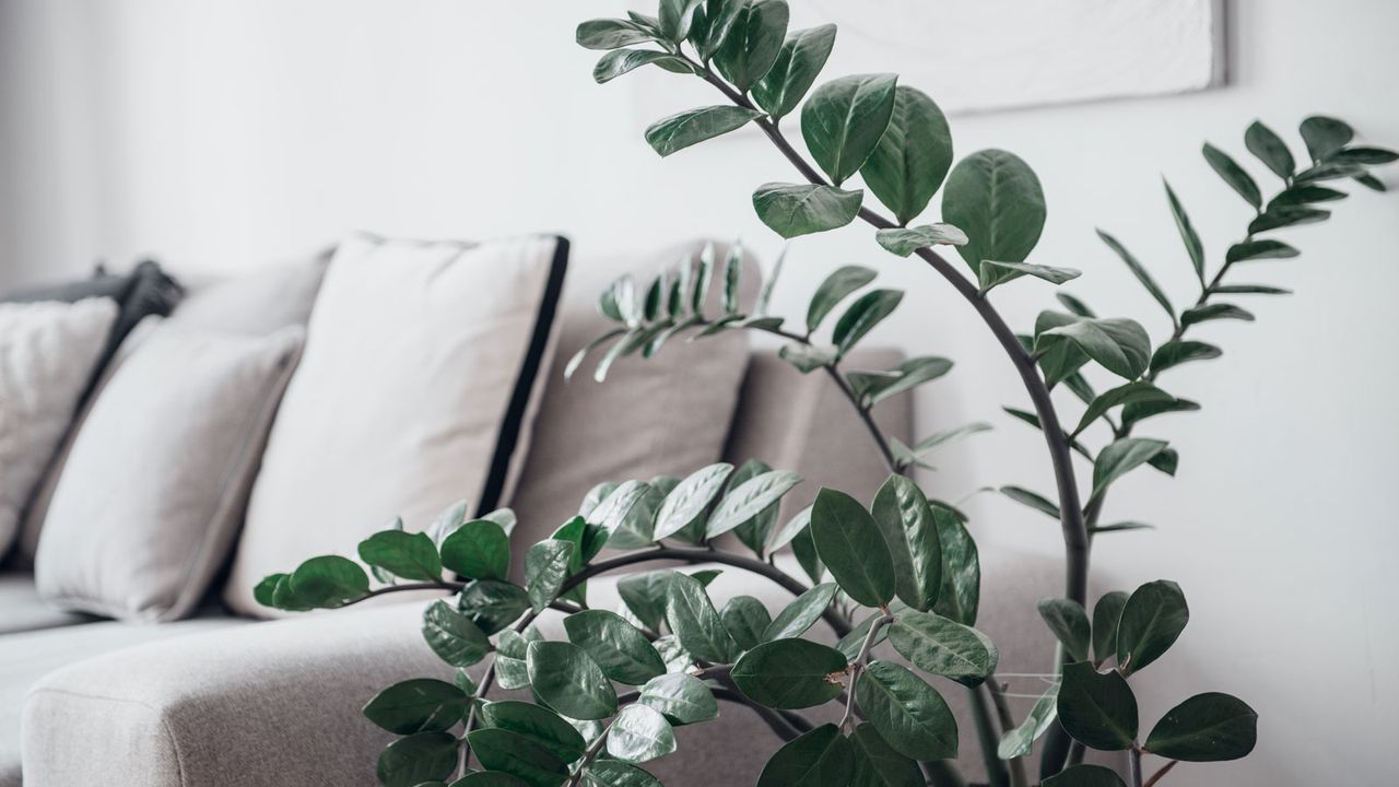 zz plant in white living room