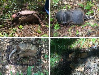 Armadillos that die as roadkill don't have a "preferred" position in death. They're just as likely to be on their backs as on their bellies or sides.