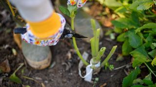 picture of woman cutting down a dahlia plant for winter