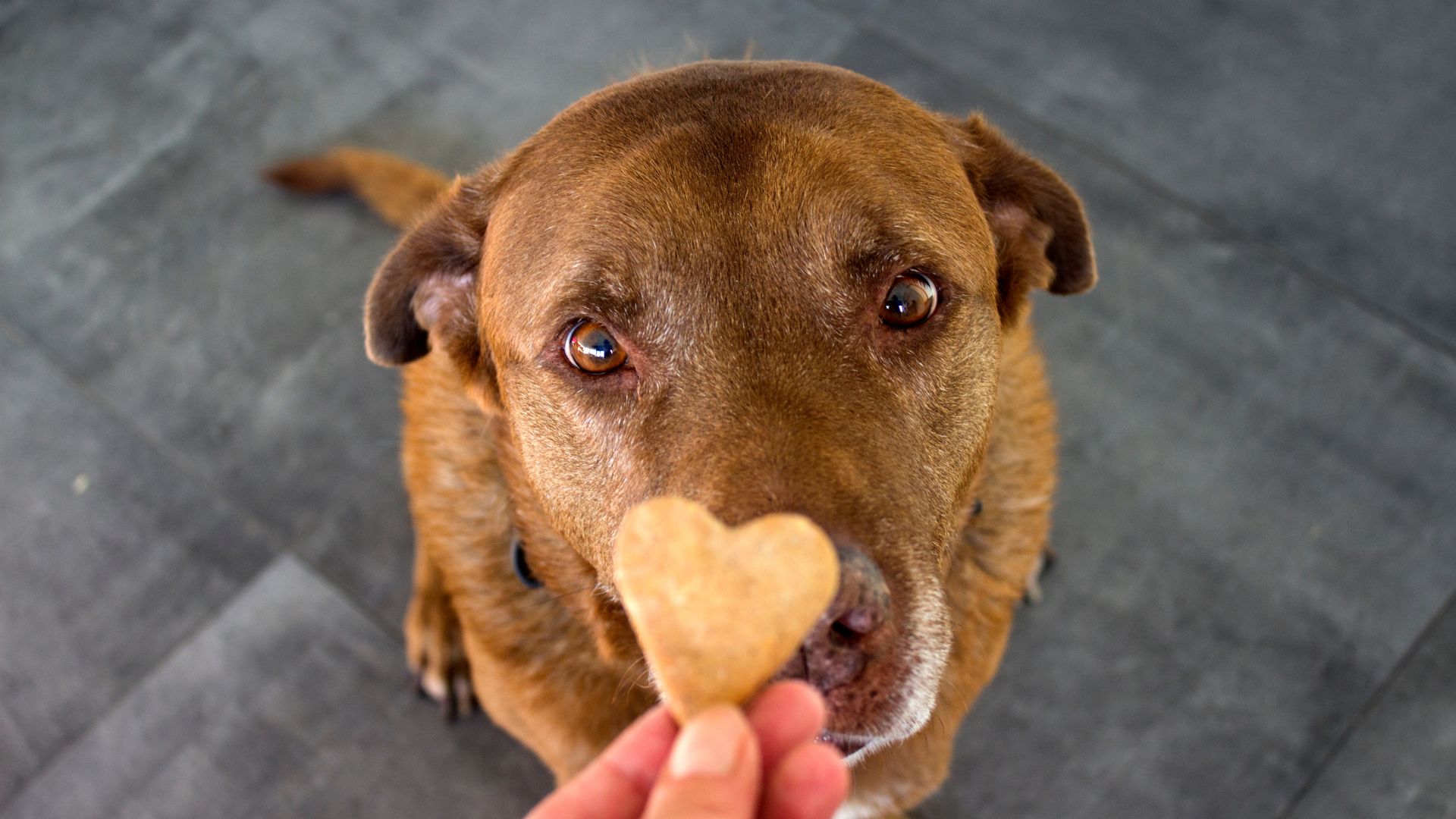 Brown dog looking at love heart biscuit