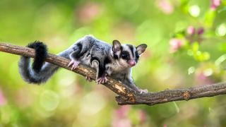 Most unusual pets - Sugar Glider on branch