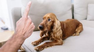 Person points finger at dog during training