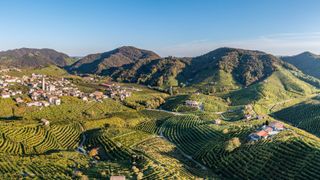 Prosecco vineyards