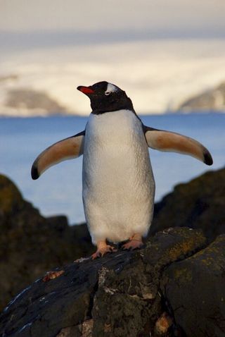 penguins antarctic volcano